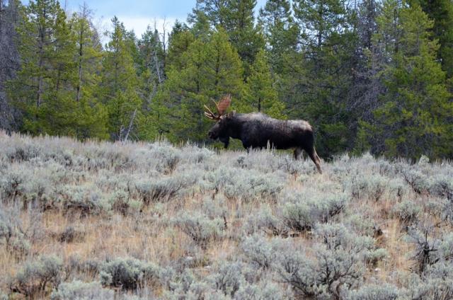 V Yellowstone žijú aj najväčšie jeleňovité zvieratá, losy. Dosp