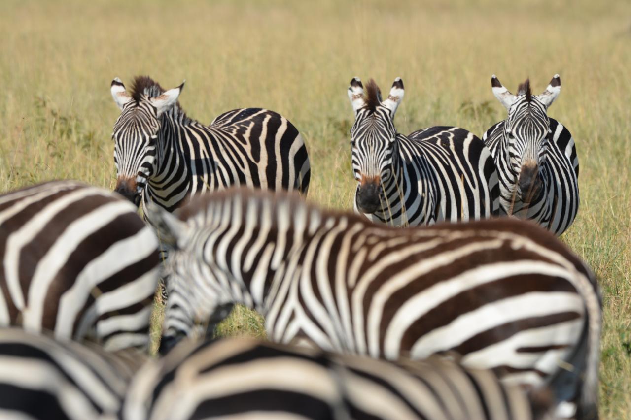 Zebry stepné sú súčasťou Veľkej migrácie a sú často akýmsi pred