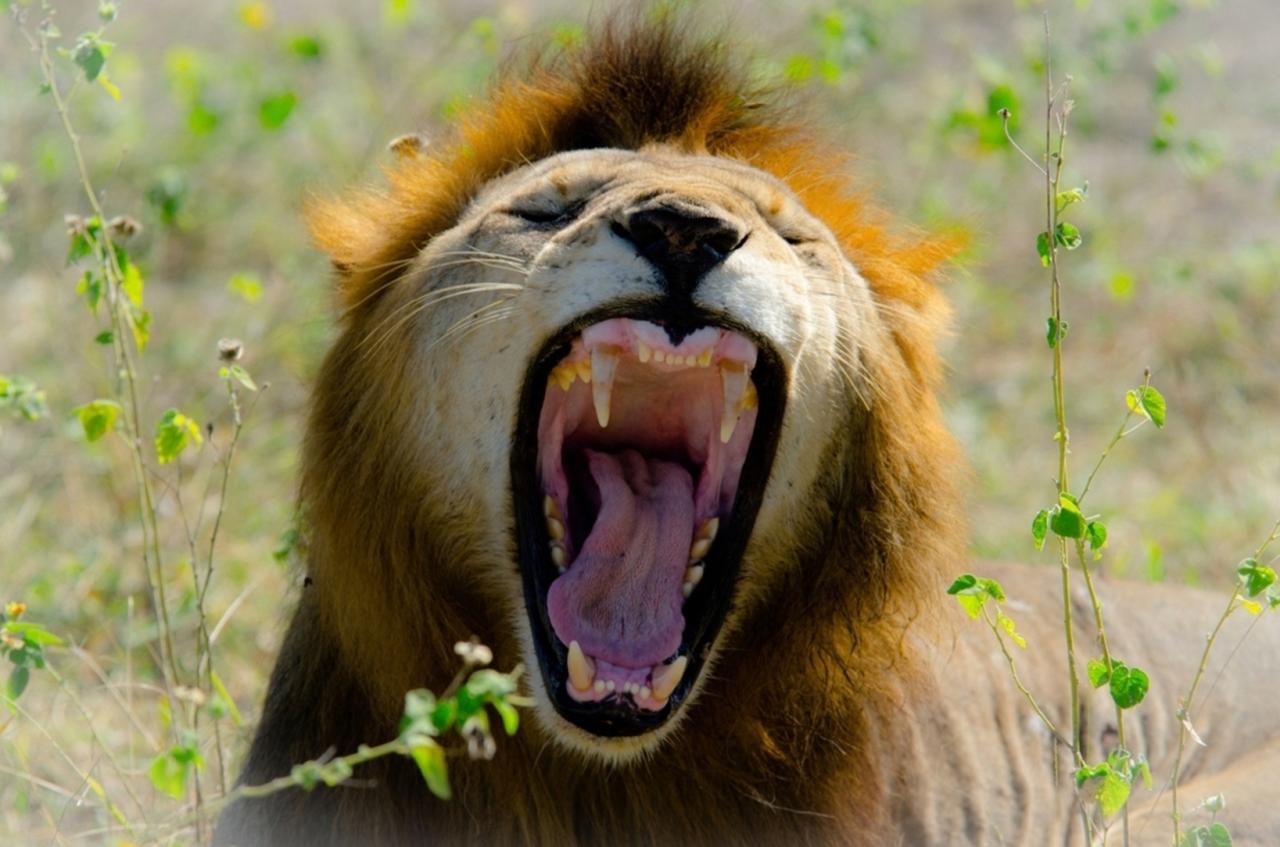 V Amboseli máte šancu stretnúť aj pána savany. Väčšinou nezachá