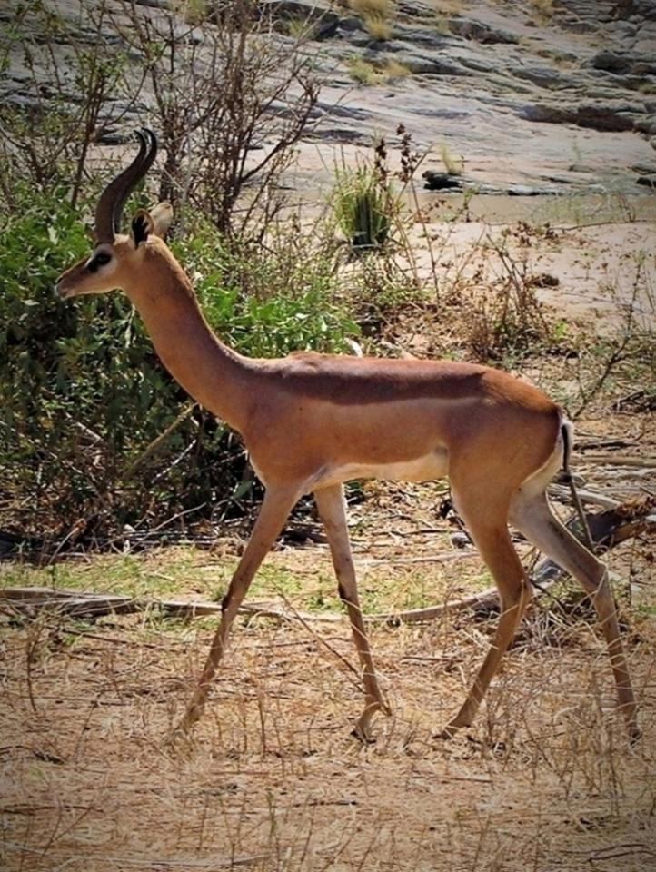 Gerenuk je nádherná, štíhla antilopa, ktorá žije v suchých obla