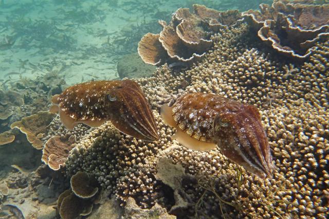Zanzibar a jeho hlavný ostrov Unguja je koralového pôvodu na ro