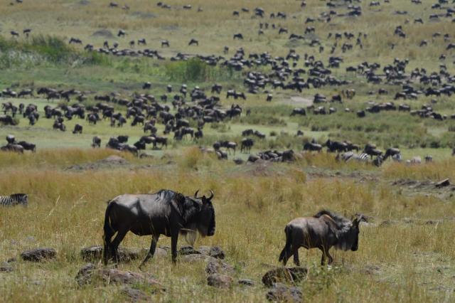 Masai Mara je známa Veľkou migráciou, ktorá okrem množstva turi