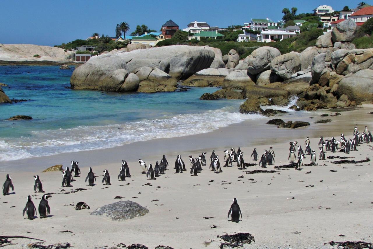 Simon's Town a jeho pláž Boulders si tučniaky vyhliadli už pred
