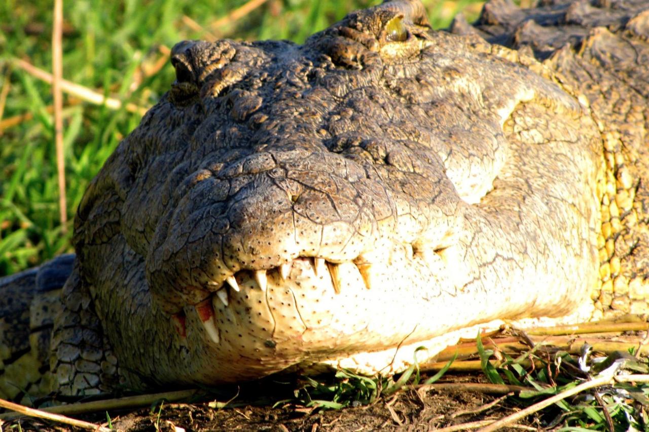 Krokodíl je schopný čakať na svoju príležitosť vyše jednej hodi