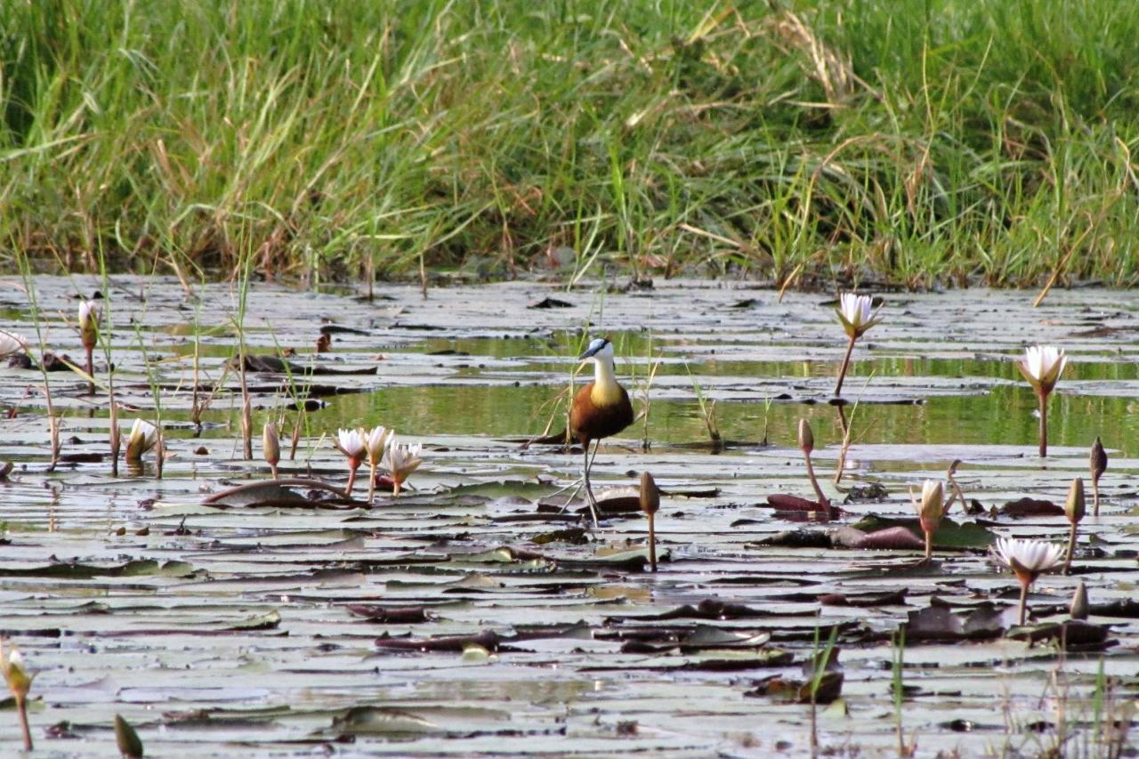 Jacana africká je prispôsobená na pohyb po vodných rastlinách.