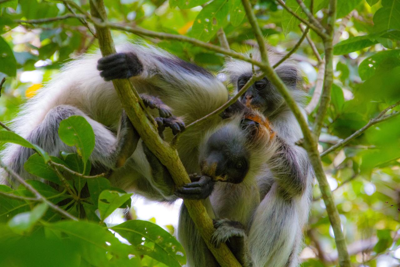 3x naj Afriky a relax na Zanzibare