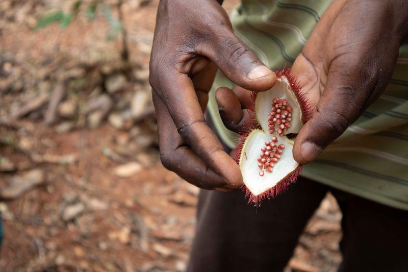 Annatto – tajná ingrediencia Zanzibaru! Prírodné farbivo, ktoré