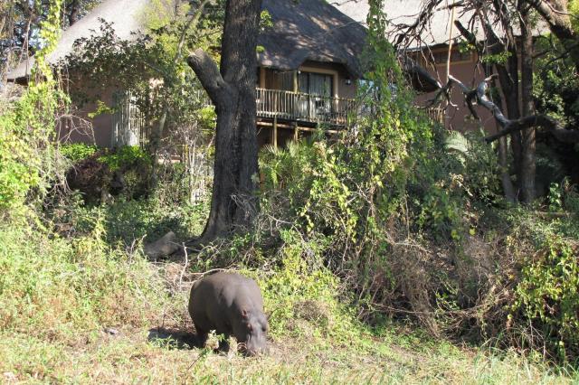 Mestečko Kasane v Botswane je na okraji národného parku Chobe a