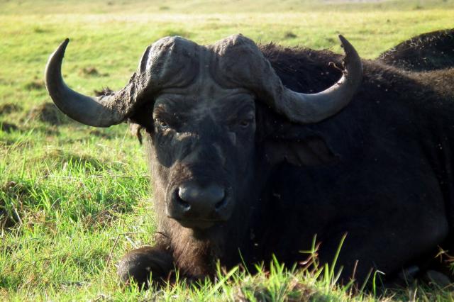 Byvol africký je najnebezpečnejšie zviera Afriky a boja sa ho a