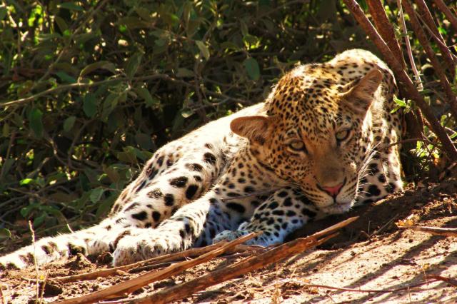 Leopard škvrnitý je nočný lovec a cez deň sa často skrýva v krí
