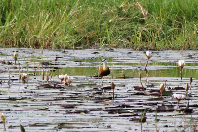 Jacana africká je prispôsobená na pohyb po vodných rastlinách. 