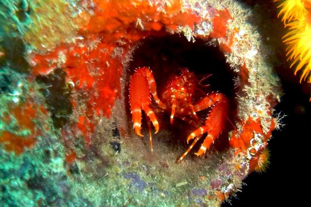 Ponorte sa pod hladinu a hľadajte podmorských obyvateľov. foto:
