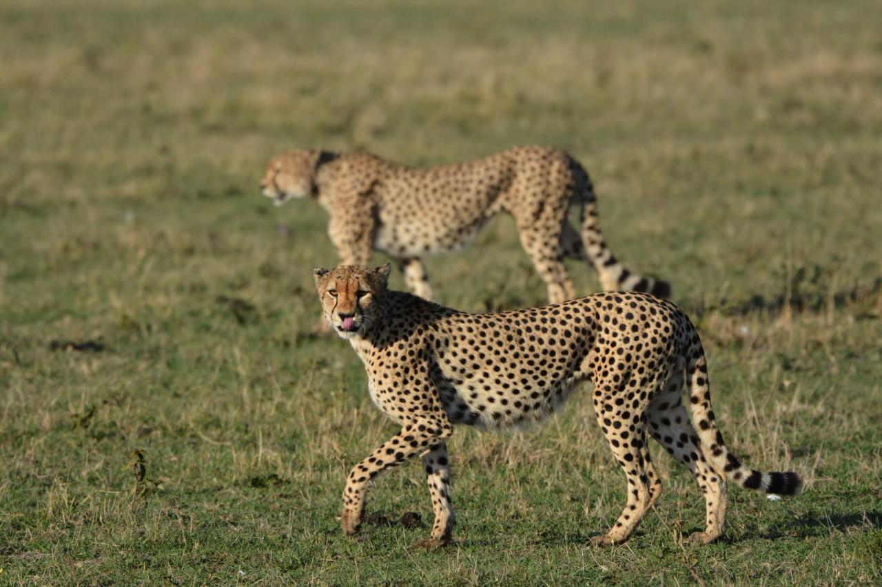Levy nie sú jedinými šelmami na savane. Doteraz sme mali 100% ú