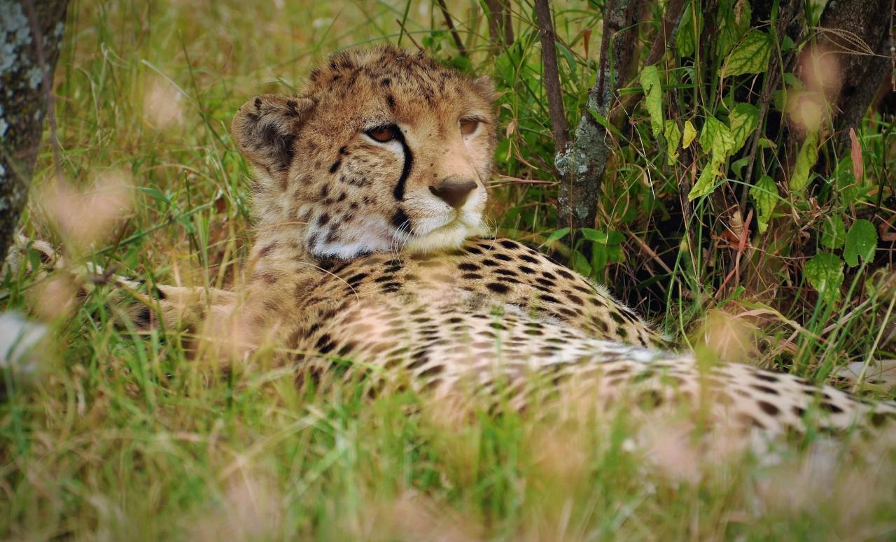 Gepard na rozdiel od leoparda nevie loziť po stromoch, nemá zať