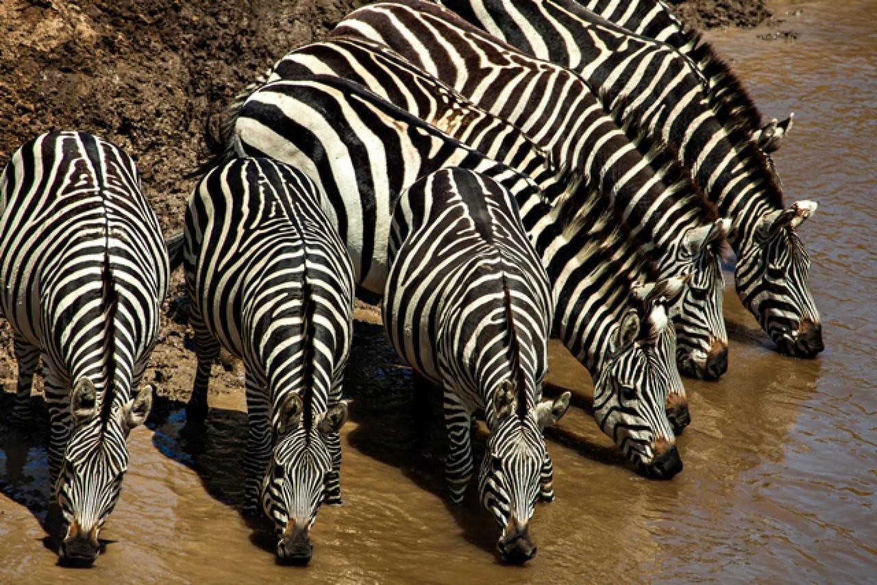 Každá zebra je unikátna – jej pruhy sú rovnako jedinečné ako od