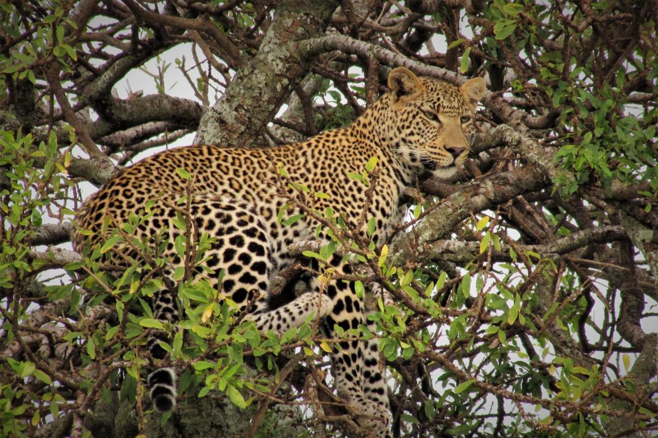Leopardy sa väčšinou počas dňa ukrývajú v korunách stromov, ale