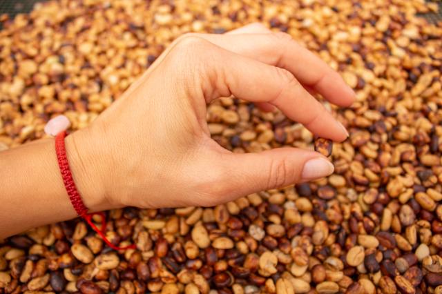 Sme v regióne kávy: oficiálne sa volá „Zona Cafetera“. Všetko t