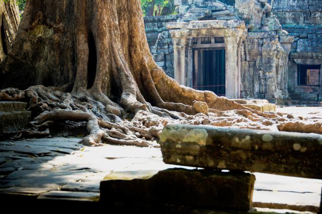 Angorský chrám Ta Phrom je plný stromov a zabudnutej histórie.
