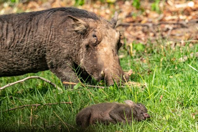 Prasa savanové alebo bradavičnaté? foto: Tomáš Hulík - 