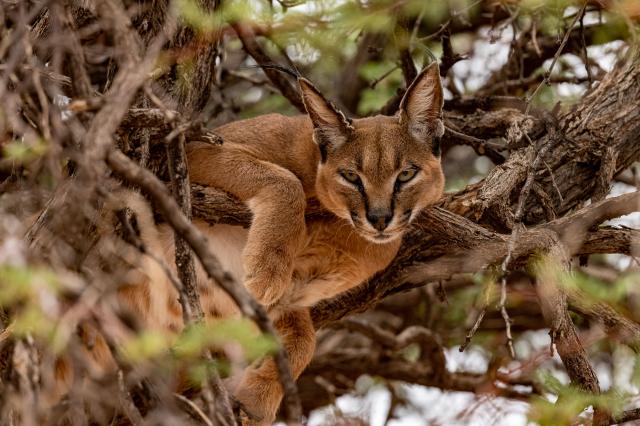 Národný park Etosha patrí právom medzi 5 najlepších safari Afri