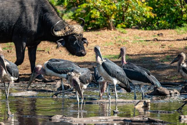 Chobe je málo známy, ale životom prekypujúci park. foto: Tomáš 