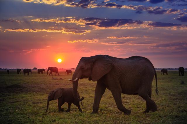Chobe national park je jedným z najlepších národných parkov na 