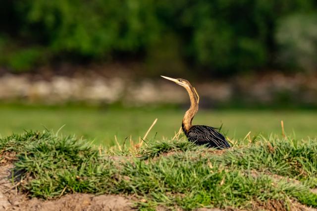 foto: Tomáš Hulík - 