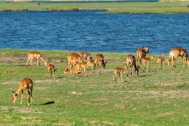 V parku žijú všetky zvieratá, ktoré sa bežne na safari dajú vid