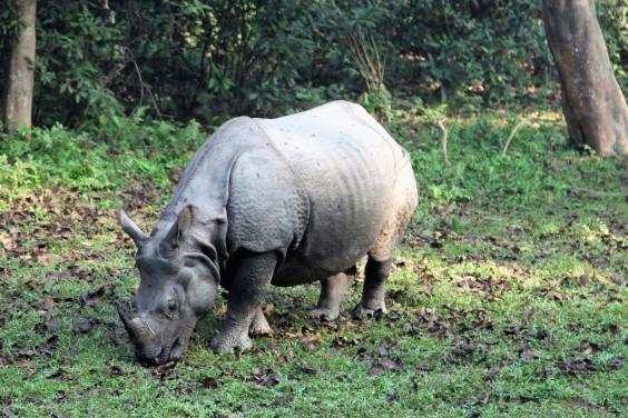 Safari v Chitwane. Foto:  Samuel Klc