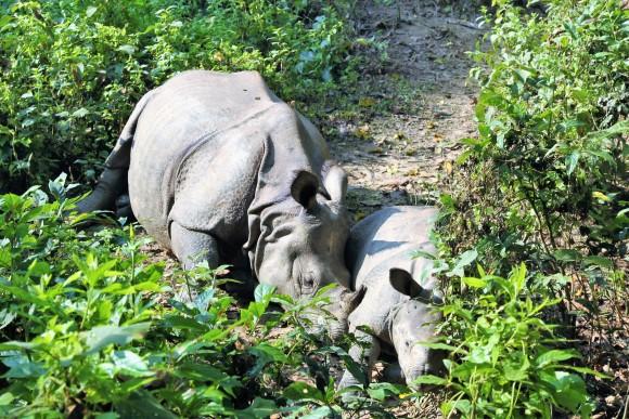 Národný park Chitwan. Foto:  Samuel Klč