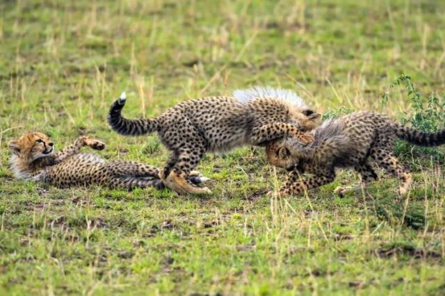 Masai Mara - Ani mláďatá už autá nevnímajú ako hrozbu