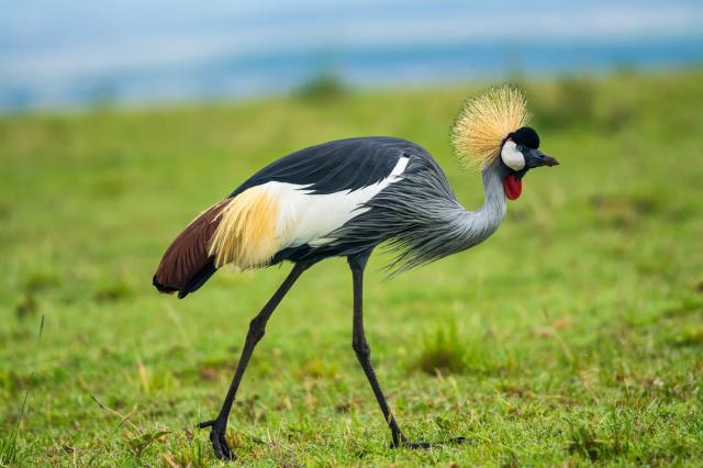 Lake Nakuru - Žeriav korunkatý sa rád zdržiava pri vodných zdro