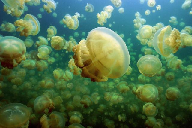V Národnom parku Rock Islands sa nachádza jazierko plné medúz, 