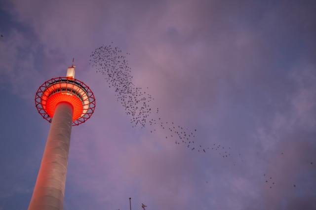 Ak budete mať chuť, môžete sa vybrať aj na Kjóto tower. foto: E