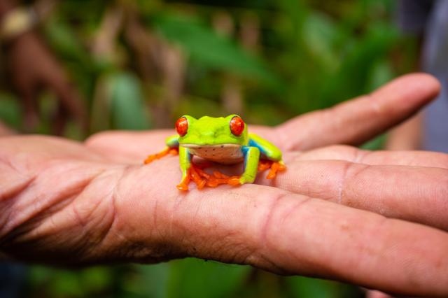 Aké zvieratá stretneme v národnom parku Mombacho? foto: Alena S
