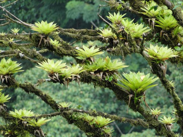 Koľko odtieňov nájdete v pralese?
