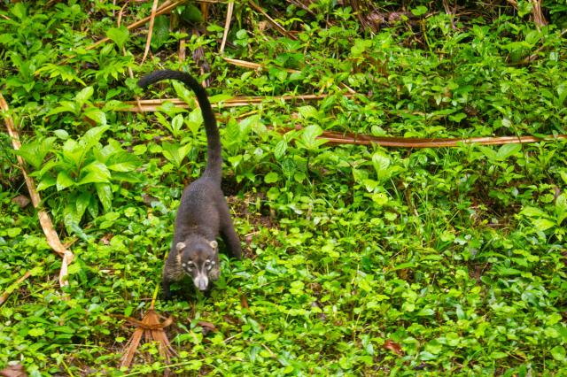 Stretnutia s exotickými druhmi. foto: Alena Spišáková –