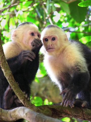 Počúvaj zase prišli turisti, ulovíme niečo z ich batohov…