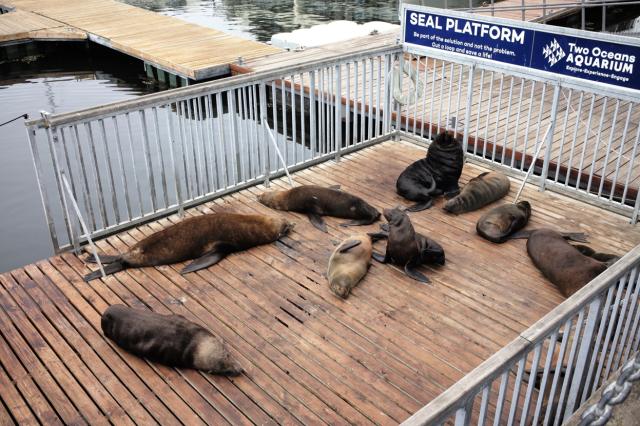 Waterfront ale láka aj obyvateľov oceánu. Uškatce tu majú vyhra