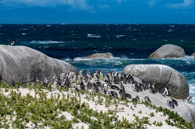 Simons Town - kolónia tučniakov v národnom parku Boulders. foto
