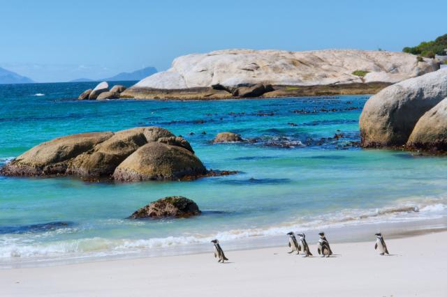 Simons Town - táto pláž je vyhraDeňá pre tučniaky, ktoré sa tu 