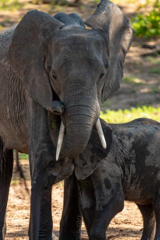 Chobe hostí najväčšiu populáciu slonov na svete a stále sa im t