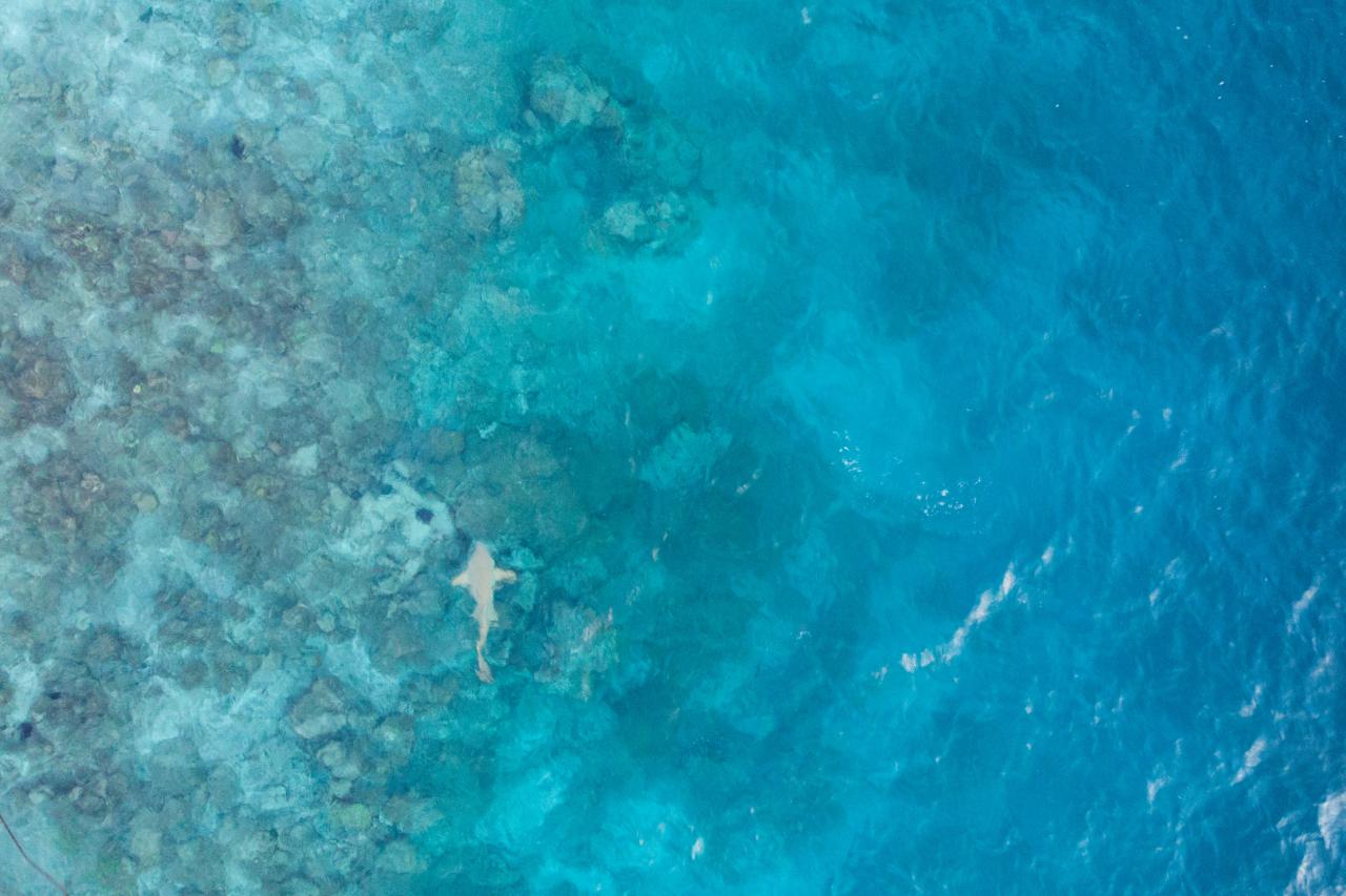 Zbadáte žraloka? Náš sprievodca Martin ho zbadal z dronu. foto: