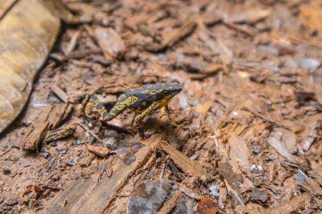 Rozmanitá pralesná fauna a flóra je všade okolo nás. foto: Ľubo
