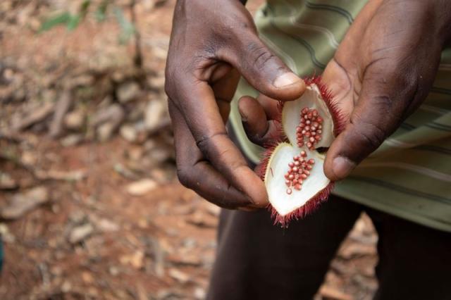 Annatto – tajná ingrediencia Zanzibaru! Prírodné farbivo, ktoré