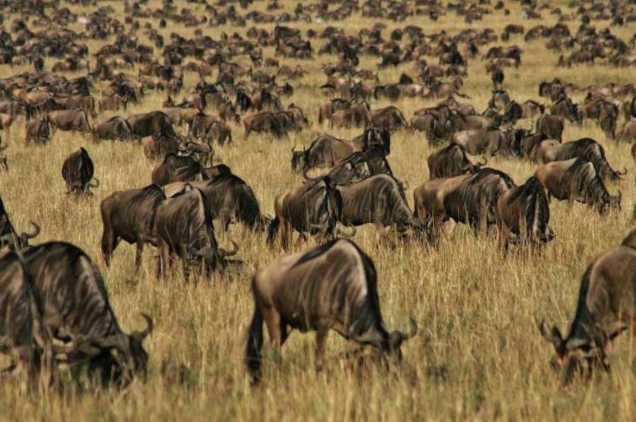 Masai Mara - V období migrácie sa po savane presúva približne 1