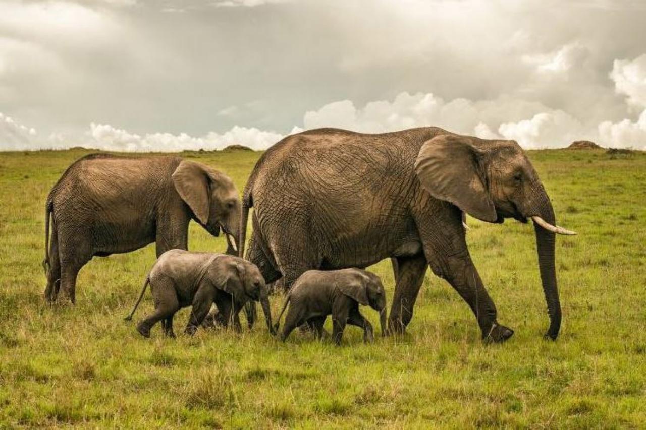 Masai Mara - Na safari sám, s priateľmi či s rodinou. Maximálne