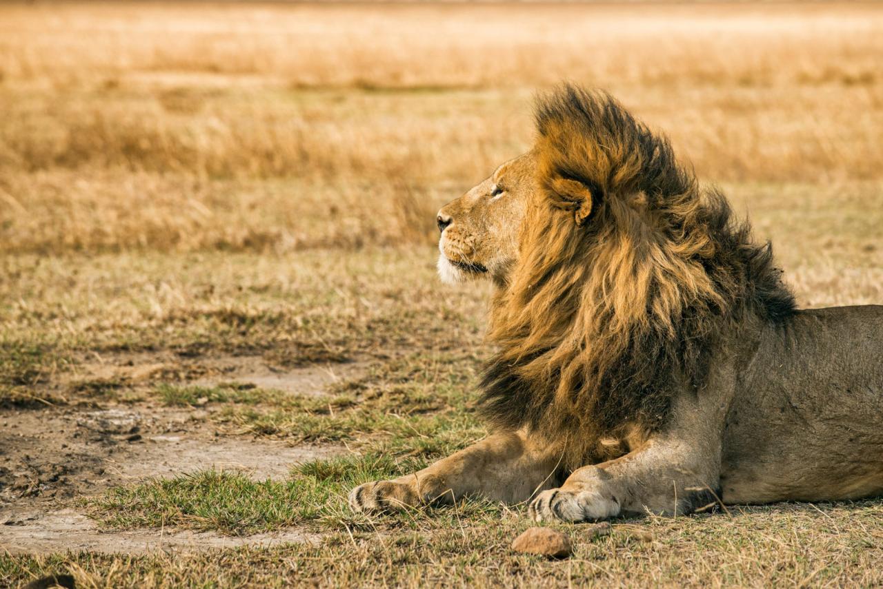 Masai Mara - Kto by nechcel vidieť takéhoto fešáka? Samozrejme,