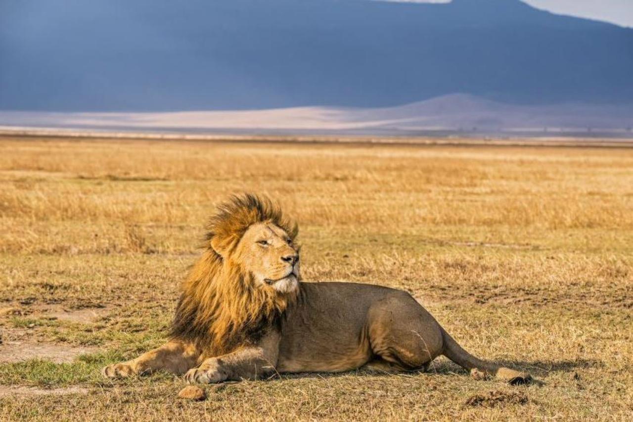 Masai Mara - Pán Lev. Vždy ohromný zážitok. ranger má skúsenos
