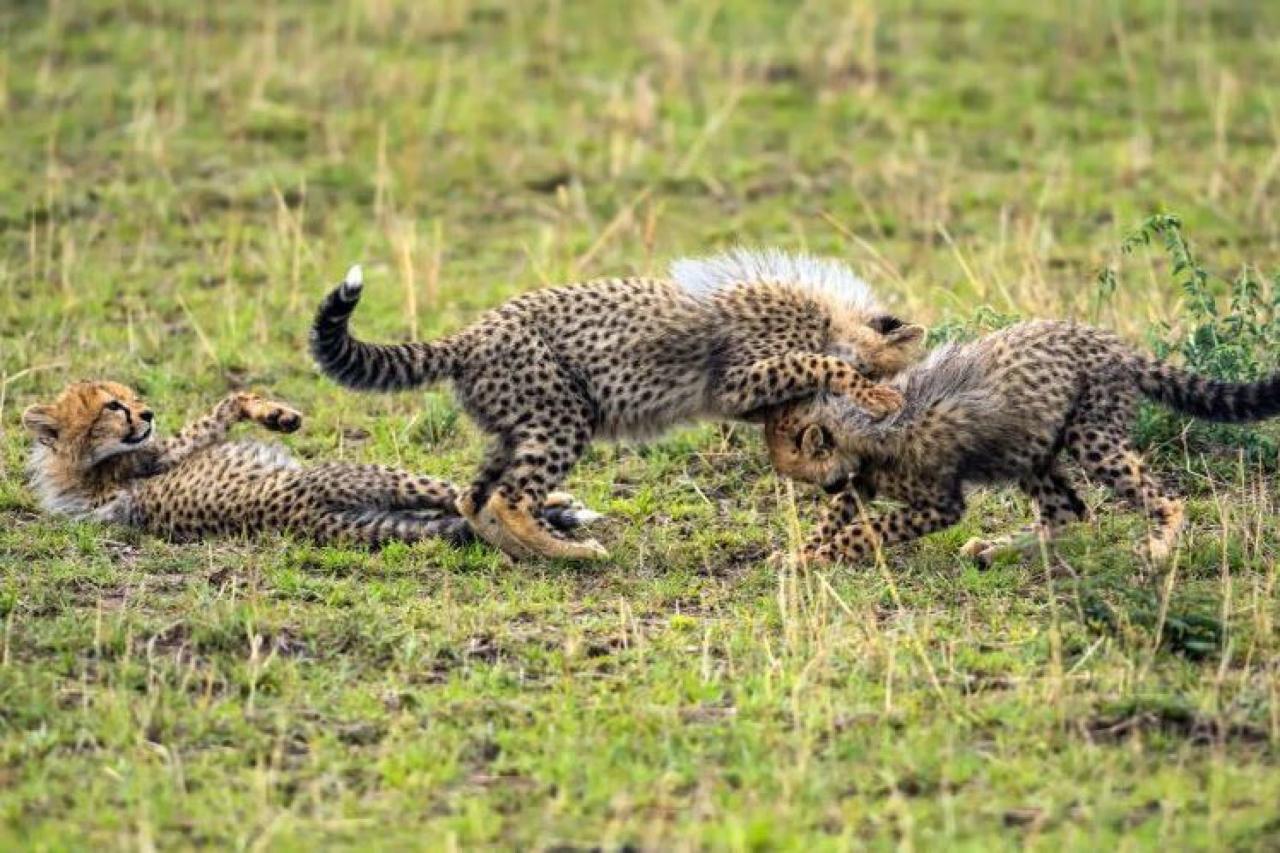Masai Mara - Niekedy sa podarí vidieť viac. Komunikujte so svoj